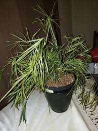 We did not find results for: Houseplants Forum Indoor Plant Problems Asparagus Fern Turning Yellow Garden Org