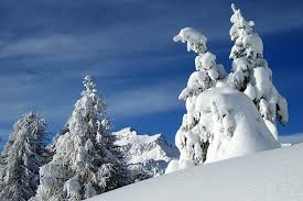 Annunci da privato a privato e di agenzie immobiliari. Affitto Appartamenti Val Di Rabbi Trentino Mas Del Vecio