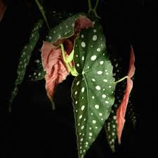 Image result for Begonia potamophila