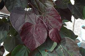 It is fast growing and native. Burgundy Hearts Redbud Calloway S Nursery