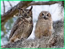 Menakjubkan 14 Foto Dengan Burung Hantu 15 Fakta Menakjubkan Tentang Burung Hantu Burung Owl Travelblogid Burung Han Di 2020 Burung Hantu Burung Hantu Coklat Burung
