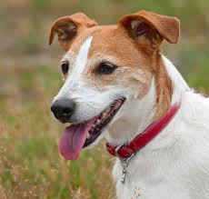 Parson Russell Terrier Adoption in California: Parson Russell Terrier  Puppies for Sale in California