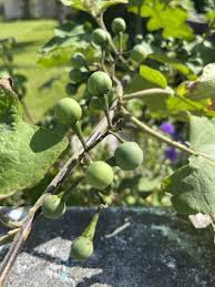 Image result for Solanum torvum