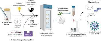 Production of anthocyanins by plant cell cultures is a feasible technology being pursued by industrial and academic interests. Frontiers Plant In Vitro Culture Technologies A Promise Into Factories Of Secondary Metabolites Against Covid 19 Plant Science