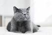 Top 5 grey cat breeds - Yummypets