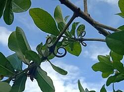 Image result for Hugonia