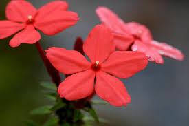 Image result for Otomeria