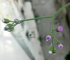 Image result for Vernonia cinerea