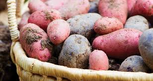 Although they are similar in both appearance and flavor, there are some differences between. Potato Pals Our State