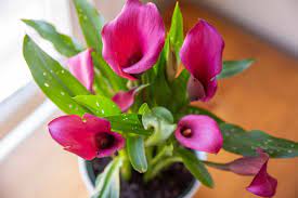 Take care of your beautiful calla lilies. Calla Lily Plant Care Growing Guide