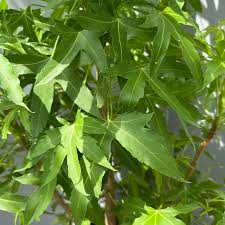 Image result for Cussonia natalensis