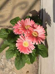 Pin Em Bellas Flores