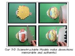 Eye Dissection 3 D Paper Model Eye Anatomy Dissection Paper Models