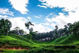 Plenty of tea herbs can be grown in the midwest, and many have medicinal properties. File Sylhet Tea Garden Jpg Wikipedia