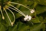 Image result for Clerodendrum rotundifolium