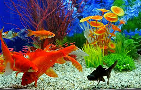 Goldfish Tank Setup – Simple Guide for ...