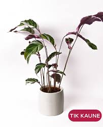 Image result for Ktenante Ctenanthe