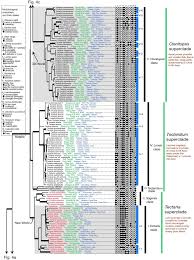 Image result for Tectaria fernandensis