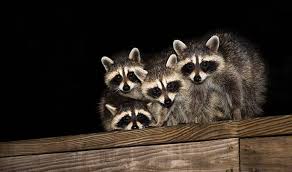 racoon