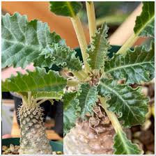 Image result for Dorstenia