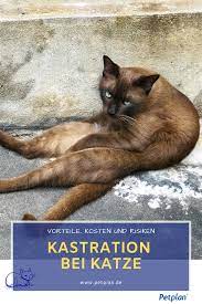 pin auf katzen petplan