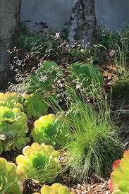 Image result for Avenella