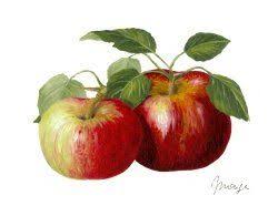 Peinture De Frederique Monge Publie Avec L Aimable Autorisation De L Artiste Pommes Dessin Pommier Impressions Botaniques