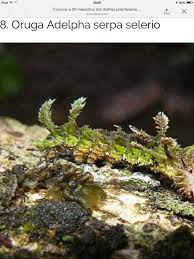 Camuflaje Insects Camouflage Caterpillar