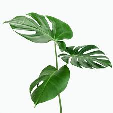 Download Premium Psd Of Monstera Delicosa Plant Leaf On A White Background In 2020 Plant Leaves Monstera Plants