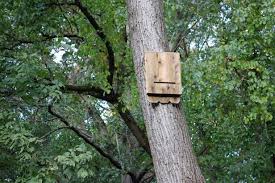 A bat house is a box with internal staggered partitions at the lower edge to give the bats something to grasp as they go in. How To Build A Bat House How Tos Diy