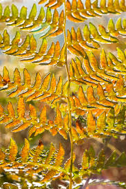 Image result for Pteridium