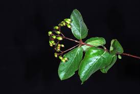 Image result for Crossopteryx