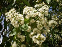 Image result for Eucalyptus torelliana