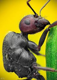 Ant Insekten Macro Photography Insects Bugs And Insects Ants