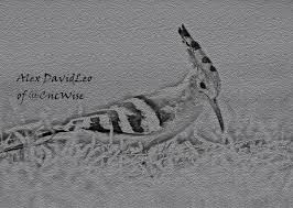 Pin On Wild Birds Loves Pencil Drawing Charcoal Drawings Art Portrait Sketch Book
