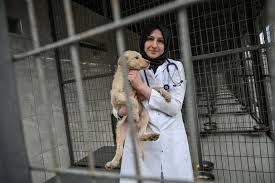 We did not find results for: Istanbul Vets Make City S Stray Animals Feel At Home Environment The Jakarta Post