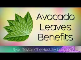 Drink Avocado Leaf Tea And Gain These 7 Health Benefits Youtube Avocado Leaves Avocado Health Benefits Burning Bay Leaves