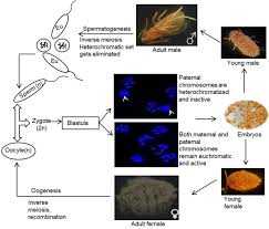 Integrated pest management (ipm) is defined as the careful consideration of all available pest control scientists at cornell university derived the environmental impact quotient (eiq) to help guide growers and. Genome And Transcriptome Analysis Of The Mealybug Maconellicoccus Hirsutus A Model For Genomic Imprinting Biorxiv
