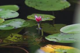 Image result for Cabombaceae