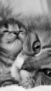 Pin By Mercedes Penas On Treewoman Cats Baby Cats Cat Whiskers