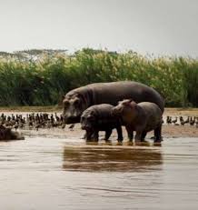 Image result for Agelanthus keilii