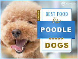 Best 6 Foods To Feed Your Adult And Puppy Poodle 2019
