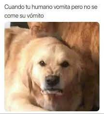 Los Perros No Entienden A Los Humanos Funny Memes Humor Memes