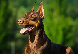 #doberman #dobermanpinscher #dog #dogsofinstagram #dogs #dobie #dobermansofinstagram #dobermanpride #dobermann #k #dobermandogs #puppy #dobermanpuppy #dobermanlove #dobermans. Pure Doberman Puppies Doberman Puppy Price Pune