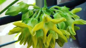 Send flowers to philippines now. Telosma Cordata Cowslip Creeper Vine And Its Edible Flowers Dengarden