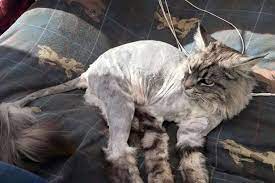 Cats are small cats that grow incredibly fast. Woman Horrified After Pets At Home Staff Shave Her Cat S Fur Off Mirror Online