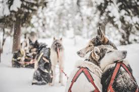 Snö of sweden is a swedish jewellery brand that offers a wide range of timeless and stylish jewellery for all occasions. Winter Activities In Sweden Visit Sweden