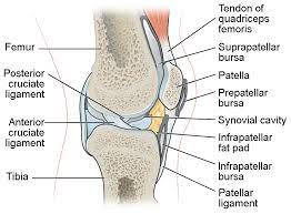 Drag each label into the appropriate position to identify the groups and subgroups associated with joint classification. Synovial Joints Anatomy And Physiology I