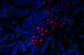 We hope you enjoy our growing collection of hd images to use as a background or home screen for please contact us if you want to publish a black and blue abstract wallpaper on our site. 562973 Black Wallpaper Blue Calm Cranberries Dark Leaves Nature Night Wallpaper 4k Wallpaper Mocah Hd Wallpapers