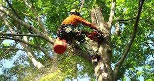 Maybe you would like to learn more about one of these? Tree Service Detroit Tree Removal Tree Trimming